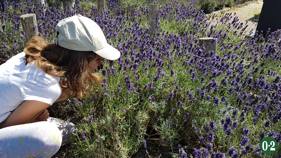 Duftender Lavendel am Strassenrand in De Cocksdorp