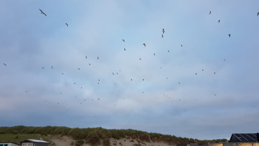 Vogelschwarm am Strand von Texel